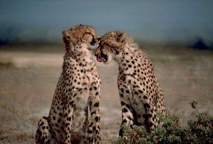 800px-two_cheetahs_together-1-.jpg